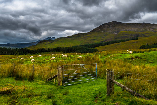 porta aperta al pascolo con pecore bianche in un paesaggio panoramico sull'isola di skye in scozia - sheep flock of sheep pasture mountain foto e immagini stock