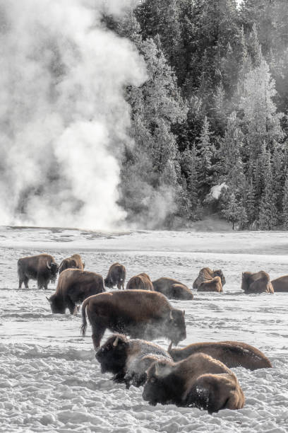 istock Bison grazing in the snow in Yellowstone National Park 1126532221