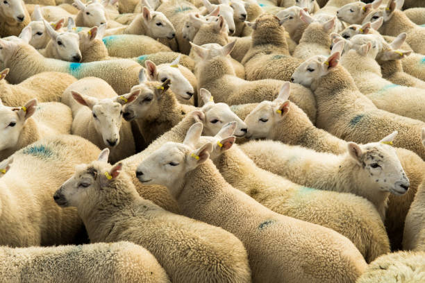 istock Flock Of Curious White Sheep With Cosy Wool In Scotland 1126532372