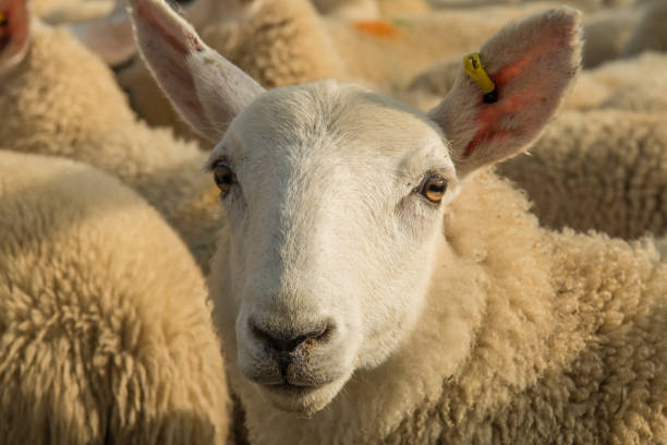 istock Flock Of Curious White Sheep With Cosy Wool In Scotland 1126532474