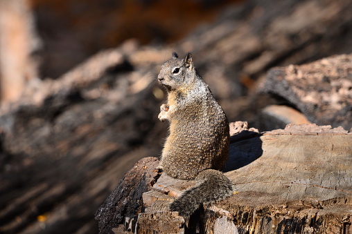 A ground squirrel stands with food in its paws in Yosemite National Park.