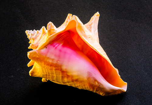 A close up of a conch shell isolated on black showing the pink interior.