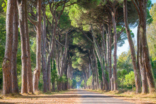 風光明媚な松の道で、自然公園のミグリアーノ サン ロッソーレ マッサチュッコリ。トスカーナ、イタリア。 - footpath wood horizon nature ストックフォトと画像