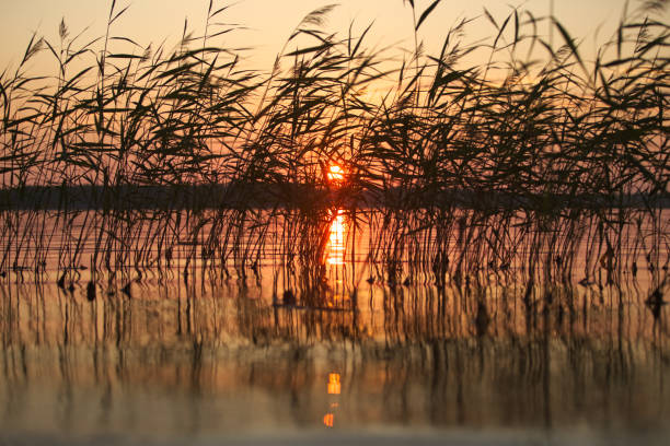 Midsummer sunset in reeds, reflecting on water in southern Finland, Padva, Raseborg