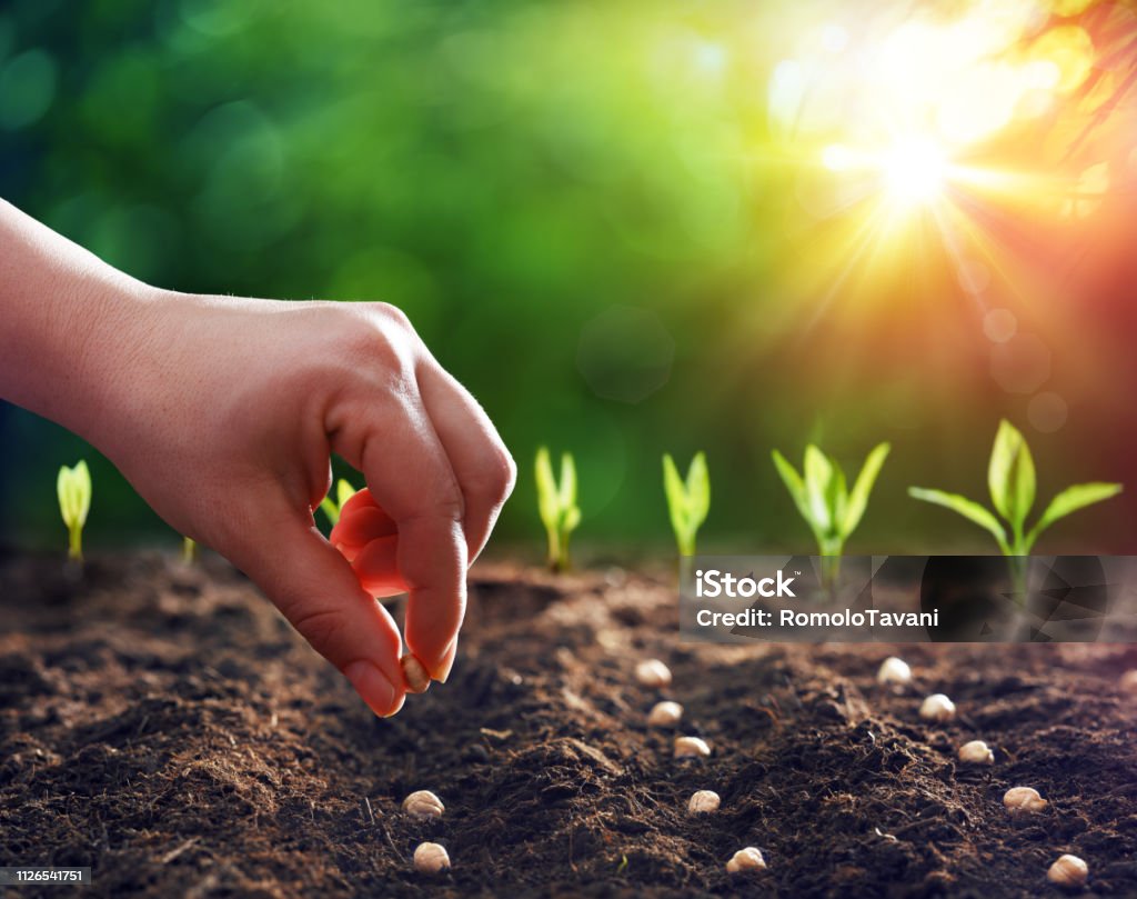 Hands Planting The Seeds Into The Dirt Hands Planting The Seedlings Into The Ground Seed Stock Photo