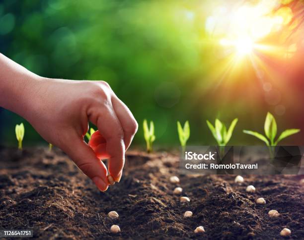 Hands Planting The Seeds Into The Dirt Stock Photo - Download Image Now - Seed, Planting, Sowing