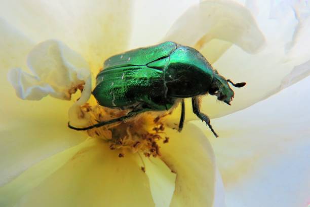 Beetle on a rose stock photo