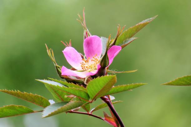rosehip flower stock photo