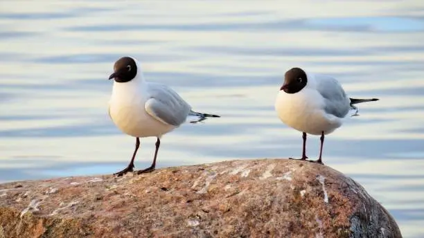 Two seagulls resting on a rock