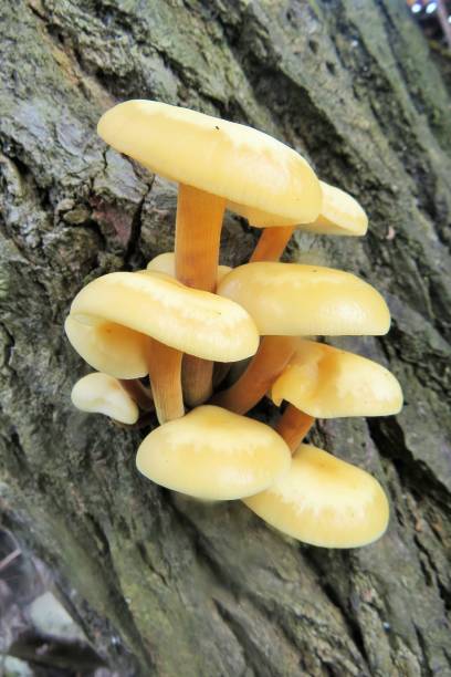 family of mushrooms stock photo