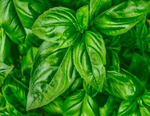 istock Ready for Italian dish: Basil close-up 1126542380
