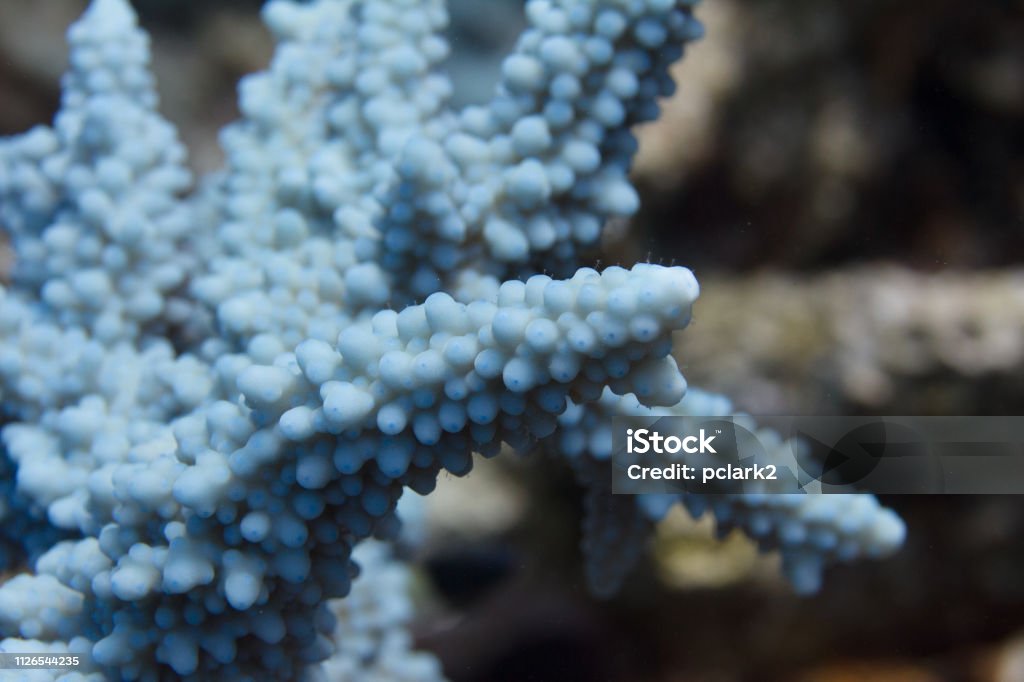 Blue Acropora Hemprichii Coral In Red Sea Stock Photo - Download Image ...