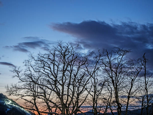istock Silhouette of trees against the sky and mountains 1126545093
