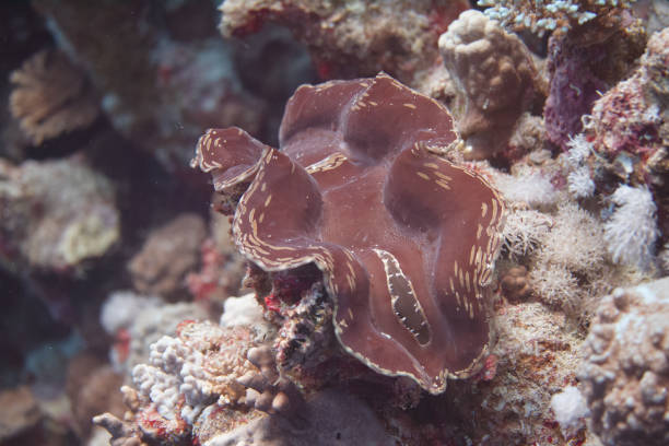 istock Fluted Giant Clam (Tridacna squamosa) in Red Sea 1126547128