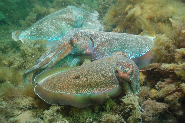 istock Giant Cuttlefish, Whyalla, South Australia 1126547427