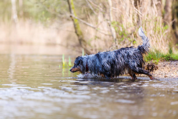 istock Australian Shepherd dog walks in a lake 1126548184