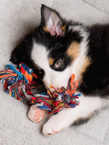 istock Australian shepherd puppy 1126550550