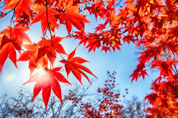 красочные листья в колонии cheolam maple, тхебек, гангвондо, корея, азия - south corea стоковые фото и изображения