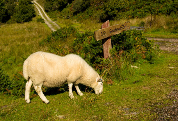 pecore con accogliente pelliccia bianca al pascolo di fronte al cartellino stradale a badnaban in scozia - meadow single lane road nature field foto e immagini stock