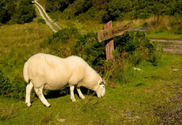 Sheep With Cosy White Fur Grazing In Front Of Streetsign To Badnaban In Scotland