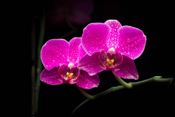 istock Orchid flowers in dew and water drops 1126551622