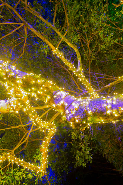 istock Branches with Christmas lights outdoors in natural tree, party night and color in tropical area of ​​Guatemala. 1126556073