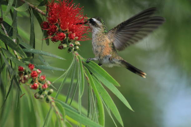 istock Amazing speckled hummingbird (Adelomyia melanogenys) feeding on callistemon red flower tree 1126559895
