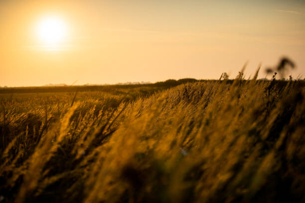 istock Green rice farm in sunny weather 1126559998