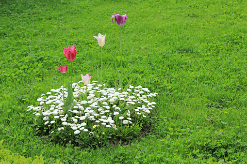 Garden with green grass and spring flowers- tulips and daisy