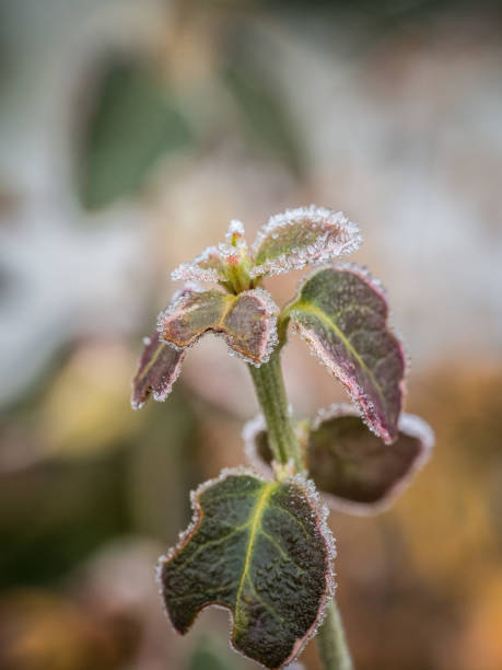 istock Frozen plant growing in the winter, ice crystals on it 1126563030