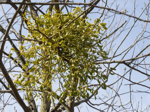 istock Mistletoe growing on a tree, symbol of Christmas holidays 1126563096