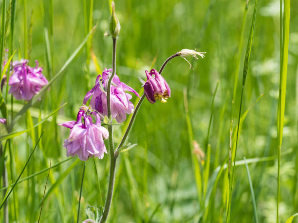 istock Aquilegia (granny's bonnet, columbine) flower blooming in the spring 1126563118