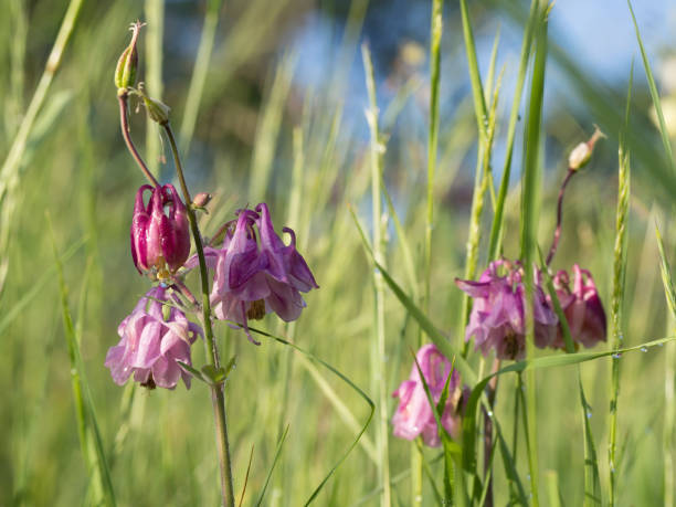 istock Aquilegia (granny's bonnet, columbine) flower blooming in the spring 1126563130