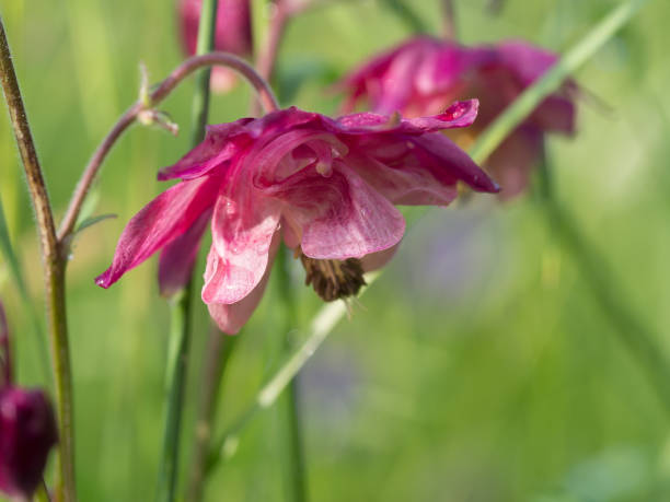 istock Aquilegia (granny's bonnet, columbine) flower blooming in the spring 1126563132