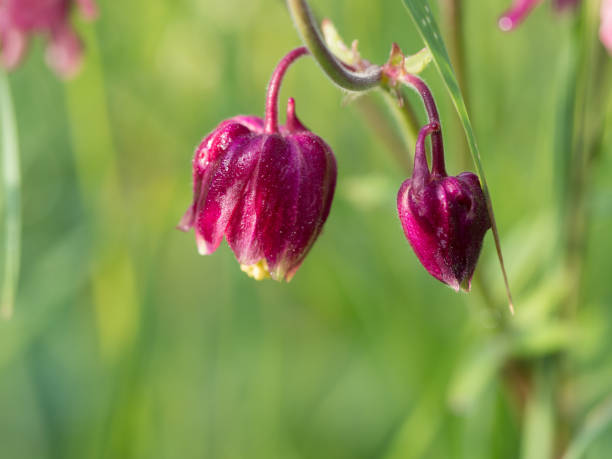 istock Aquilegia (granny's bonnet, columbine) flower blooming in the spring 1126563141