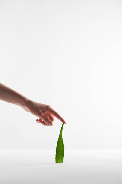 istock partial view of woman touching aloe vera leaf om white background 1126565346