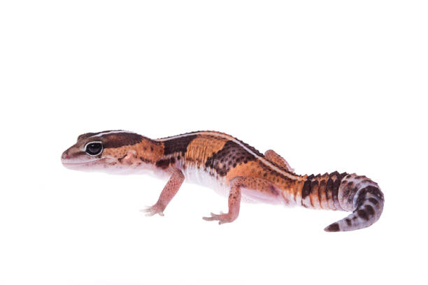 istock African Fat-Tailed Gecko on isolated white background 1126565720