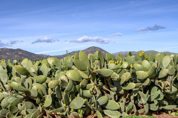 istock Prickly Pear Cactus Farm with Gabilan Mountain Range in Background 1126568688
