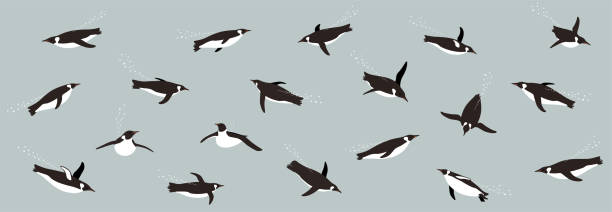 ilustrações, clipart, desenhos animados e ícones de padrão sem emenda, pinguins nadando no mar - pinguim de schlegel