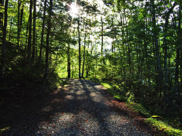 istock Forest near alpine lake Klontalersee 1126569163