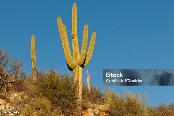 Saguaro Cactus Stock Photo - Download Image Now - Arid Climate, Arizona, Beauty In Nature