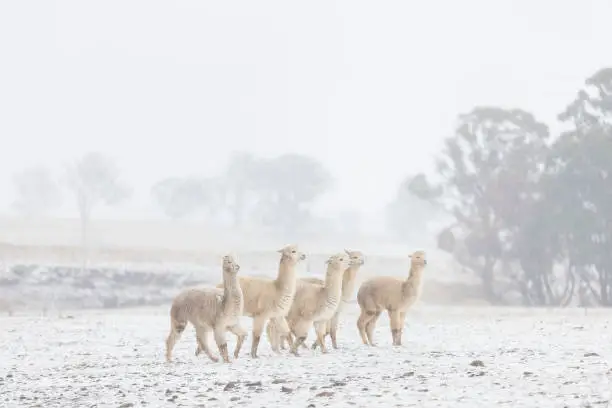 Alpacas in farmland roam their land after rare snowfall in New South Wales, Australia from an Antarctic Storm.