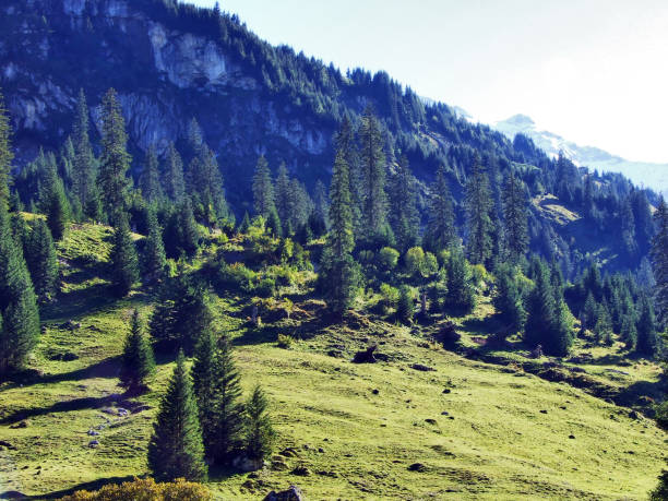 istock Coniferous forests in the Alpine Valley Urner Boden 1126570732