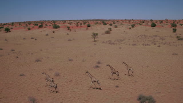 Herd of giraffes running in the Kalahari desert