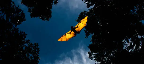 Photo of Flying Fox Bat