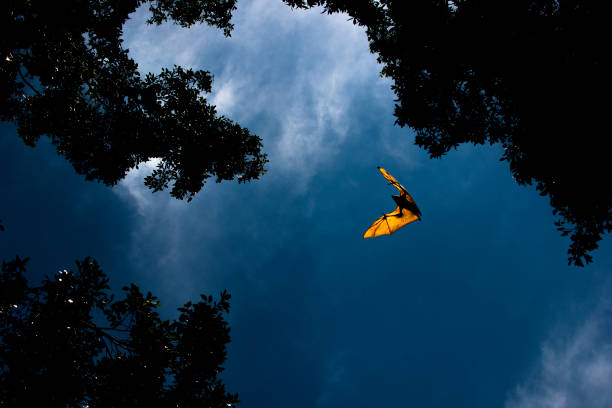latający lis nietoperz - bat fruit bat mammal australia zdjęcia i obrazy z banku zdjęć