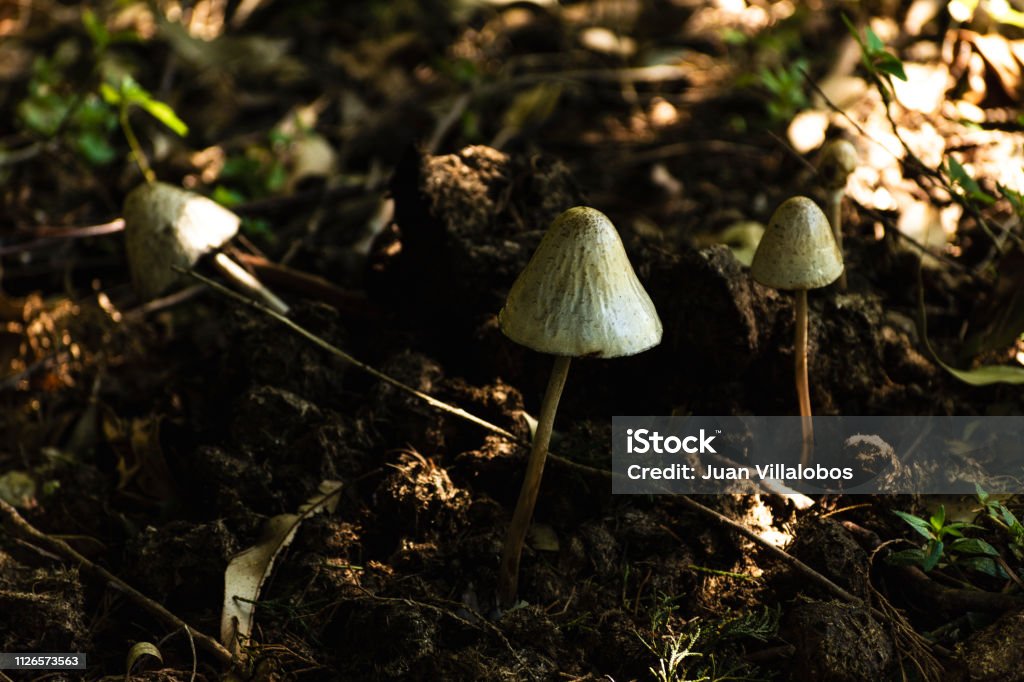 mushrooms on the forest Autumn Stock Photo