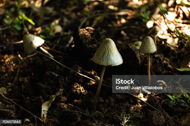 Mushrooms On The Forest Stock Photo - Download Image Now - Autumn, Close-up, Color Image