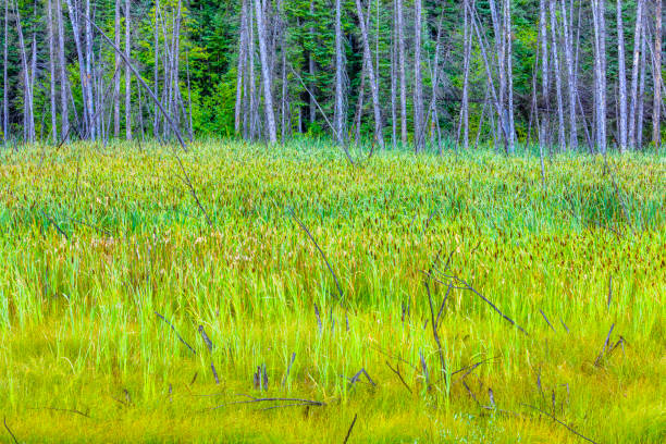 Wetlands in Jasper National Park