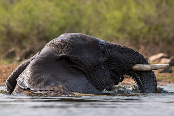 istock Bathing Elephant in the Madikwe Game Reserve 1126574819
